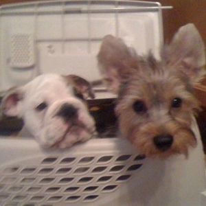 Meet your Posher, Koa brady